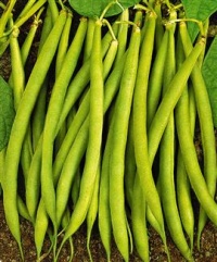 Haricot Mangetout Larma.jpg