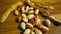Haricot Marmorbohnen.jpg