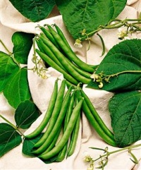 Haricot Régius-1.jpg