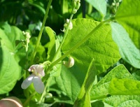 Haricot RED KIDNEY-1.jpg