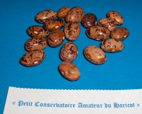 Haricot Rob Roy II.jpg