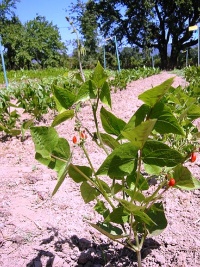 Haricot Tarahumara Tekomari-1.jpg