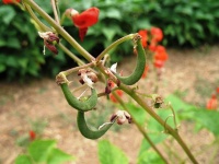 Haricot Tarahumara Tekomari-2.jpg