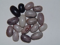 Haricot Tarahumara Tekomari.jpg