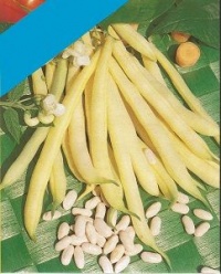 Haricot beurre Maxidor-1.jpg