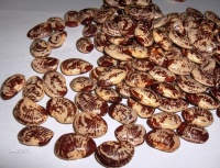 Haricot de Lima-1.jpg