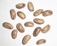 Haricot plat mangetout à rames.jpg