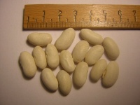 Hatif Neckarkönigin.jpg