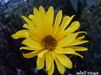 Helianthus angustifolius-1.jpg