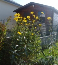 Helianthus angustifolius.jpg