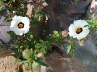 Hibiscus trionum simply love.jpg