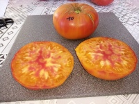 Holy land, yellow strain.jpg