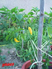 Hot lemon pepper.jpg