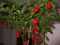 Hot paper lantern-1.jpg