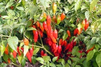 Hot paper lantern.jpg