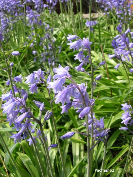 Fichier:Hyacinthoîde non scripta.jpg