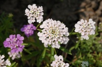 Iberis Umbellata varié.jpg