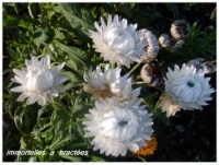 Immortelle a bractees double variee-1.jpg
