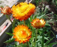 Immortelle a bractees double variee.jpg