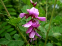 Indigofera heterantha.jpg