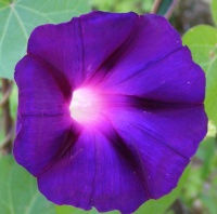 Ipomée Kwnw lion's black-2.jpg