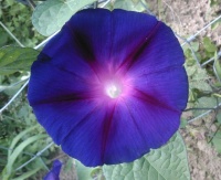 Ipomée Kwnw lion's black.jpg