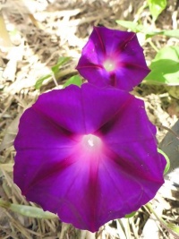 Ipomée Star of Yelta.jpg