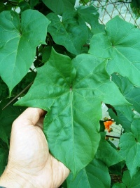 Ipomée alba 'fleur de lune'-1.jpg