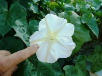 Ipomée alba 'fleur de lune'.jpg