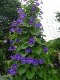 Ipomée volubilis variée-1.jpg