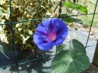 Ipomée volubilis variée.jpg