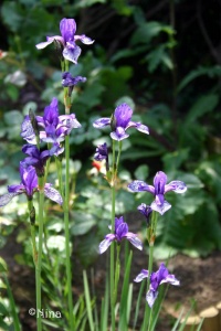 Iris de Sibérie Flight of Butterfly.jpg