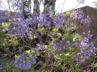 Jacaranda mimosifolia.jpg