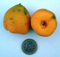 Jubaea chilensis-1.jpg