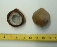 Jubaea chilensis-2.jpg