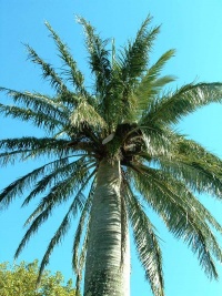 Jubaea chilensis.jpg