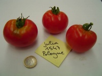 Julia Pologne 1547B Op.jpg