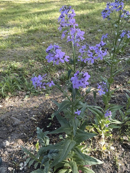 Fichier:Julienne des Dames-1.jpg