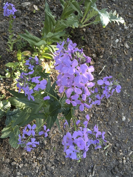 Fichier:Julienne des Dames.jpg