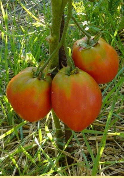 Fichier:Kapia rose-1.jpg