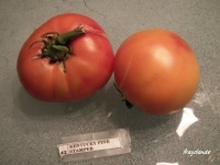 Kentucky stamper pink-1.jpg