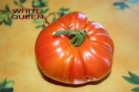 Kentucky stamper pink.jpg