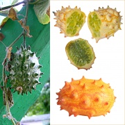 Kiwano.jpg