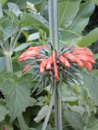 Léonotis Népétifolia.jpg