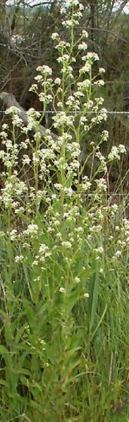 Fichier:Lépidies à feuilles larges.jpg