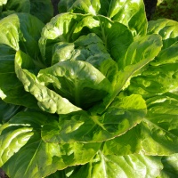 LAITUE ROMAINE little gem.jpg