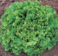 LAITUE batavia noisette-1.jpg