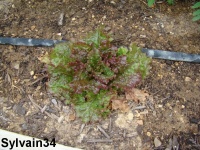 LAITUE batavia rouge grenobloise-1.jpg