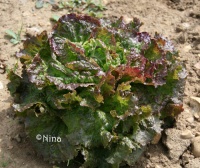 LAITUE batavia rouge grenobloise.jpg