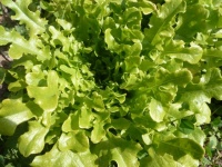 LAITUE feuille de chêne blonde-1.jpg